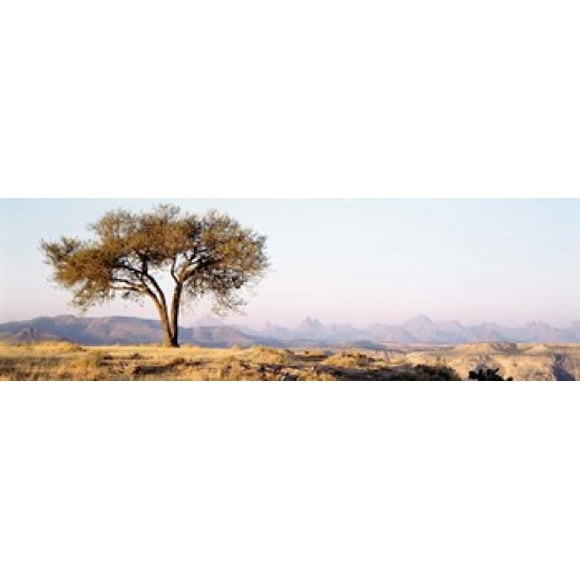 Arbre dans un Champ avec une Chaîne de Montagnes en Arrière-Plan, Debre Damo, Tigray, Ethiopie (18 x 6)