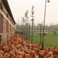 thumbnail image 2 of Heavy Anti Bird Net Mesh Gardening Safe Net-size8m X 5m Best, 2 of 3