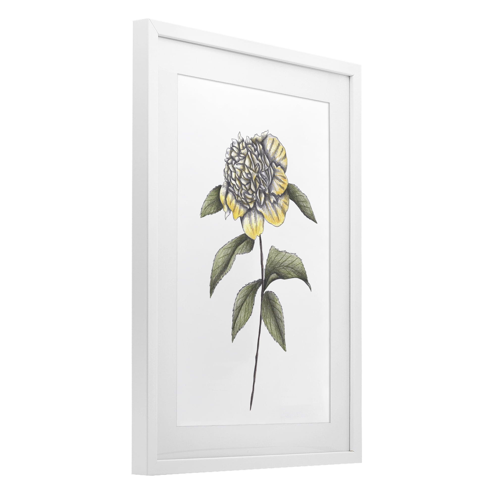 Camellia Flower Illustration White Framed Print Under Glass, design by Cecilia Battaini
