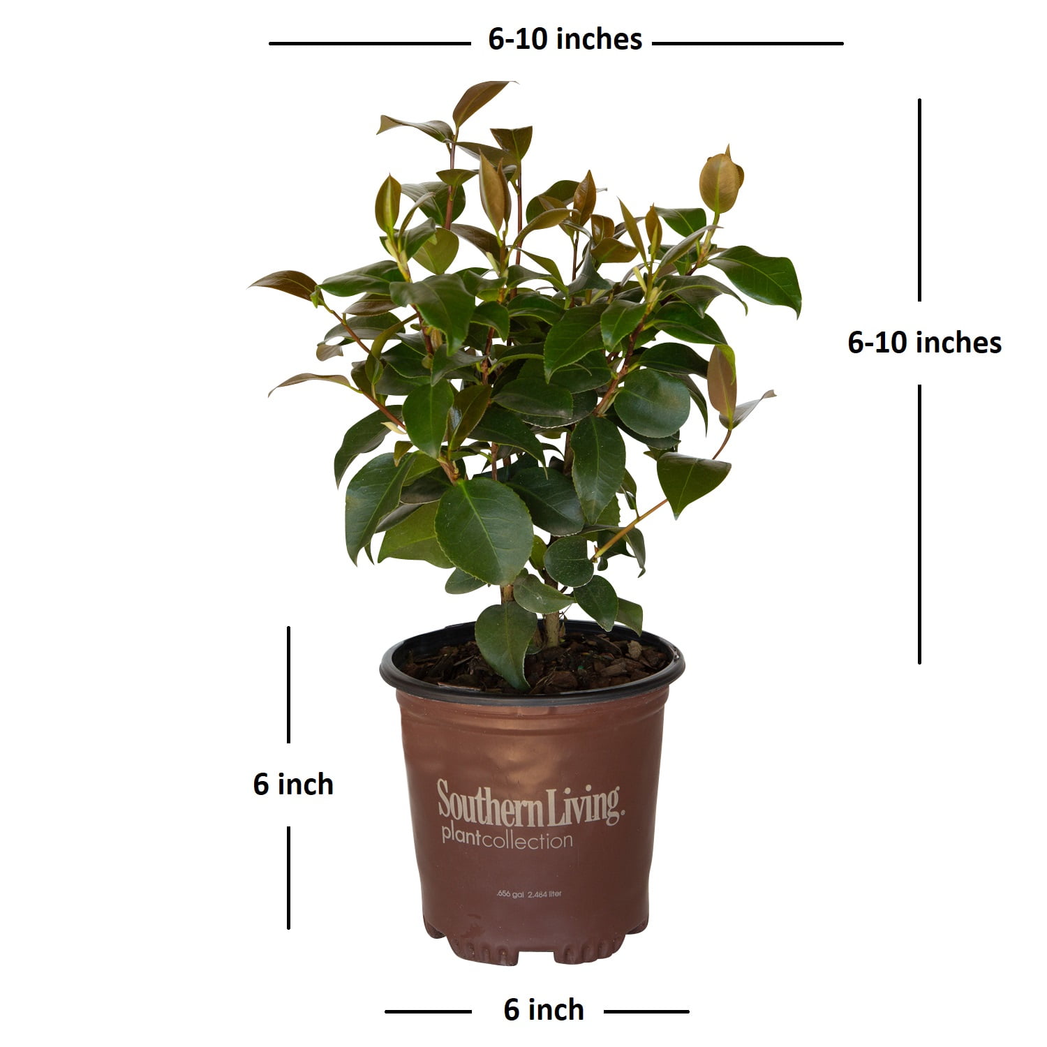 Southern Living Early Wonder Camellia Bush Live Shrub in 2.5-Quart Grower Pot