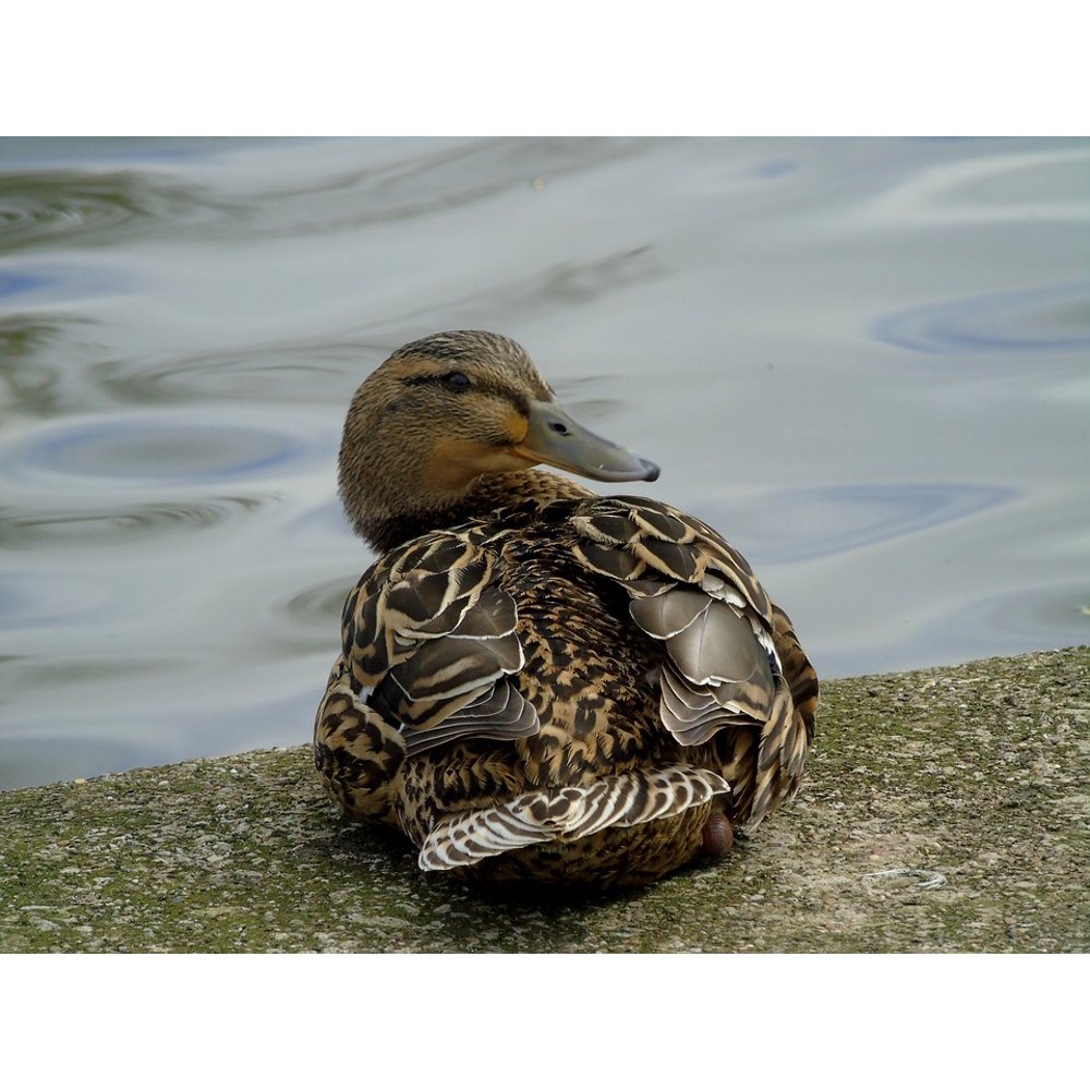 Bird Duck Water Bird Wild Birds Hybrid Crossword - Giclee ...