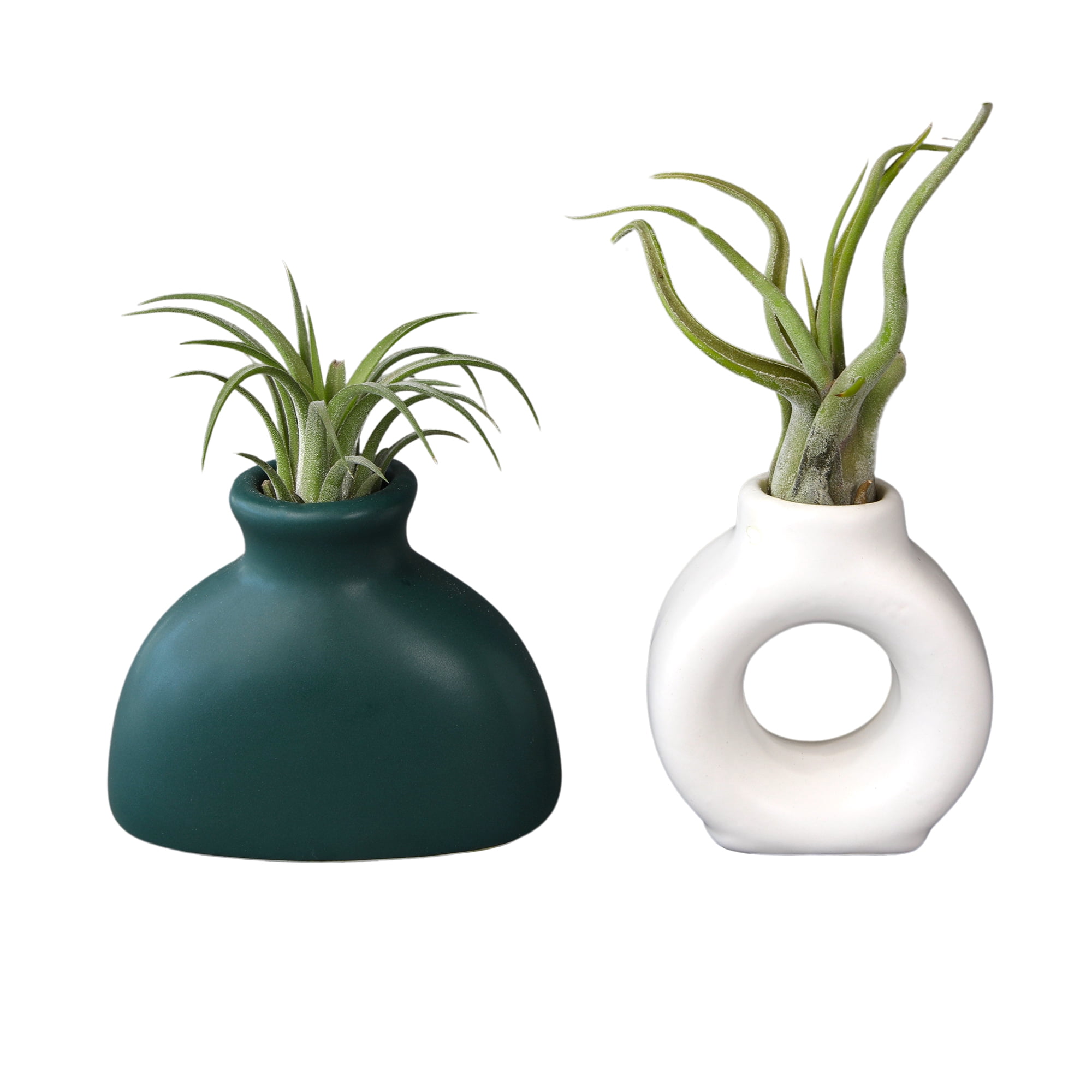 Altman Plants Air Plant Gift (2-pack) White & Green Pots, Easy Pet-Safe House Plant Décor