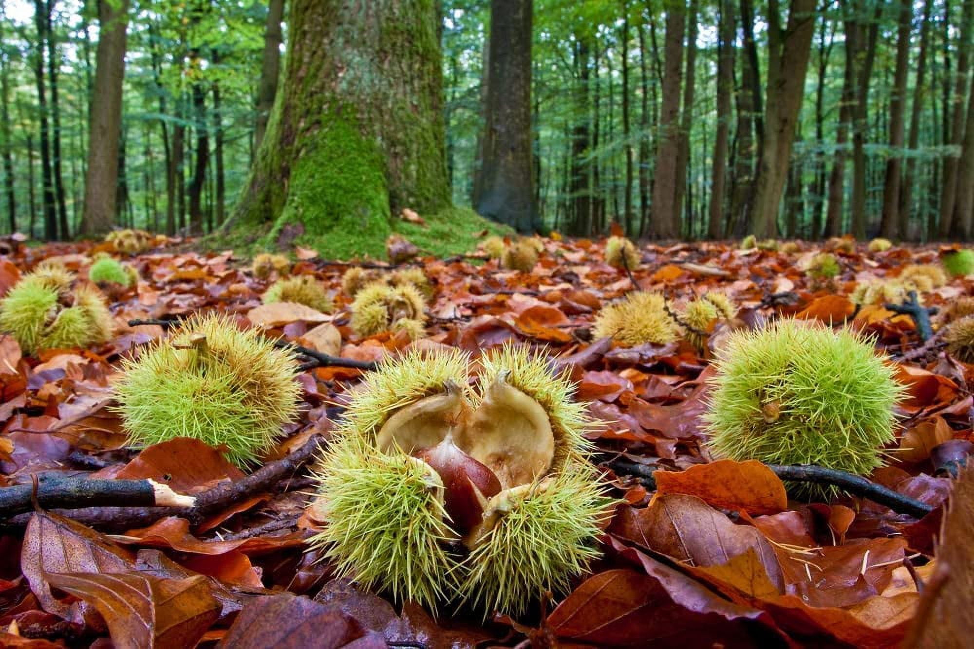 Hybrid Chestnut Tree Seeds for Planting - Best Chestnut Trees for Whitetail Deer - Castanea dentata x mollisima (10 Seeds)