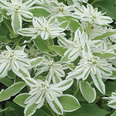 50+ Mountain Snow Flower Seeds for Planting - Euphorbia marginata -  Walmart.com
