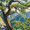 Pine Tree, variant on Yayeee Faucet Mat for Kitchen Sink 14.7" Diatomite Long Splash Guard Pad, Pine Tree