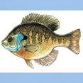 thumbnail image 3 of CafePress - Bluegill Bream Fishing Ash Grey T Shirt - Light T-Shirt - CP, 3 of 4