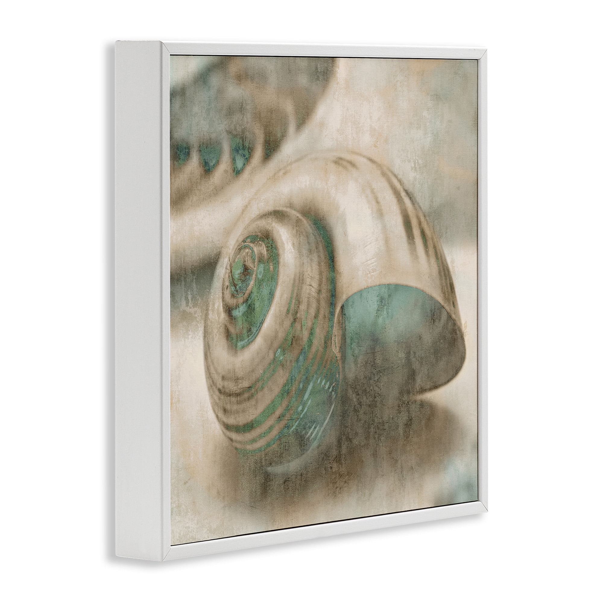 Stupell Industries Centered Sharkeye Seashell Nature Photography White Framed Art Print Wall Art, 24 x 24