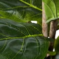 thumbnail image 4 of Artificial Fiddle Leaf Fig Tree-72"" Faux Plant in Pot with Natural Feel Leaves-Realistic, 4 of 6