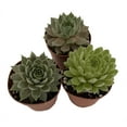 thumbnail image 2 of Hens & Chicks - 3 Different Plants - Sempervivum - Great House Plant - 2" Pots, 2 of 3