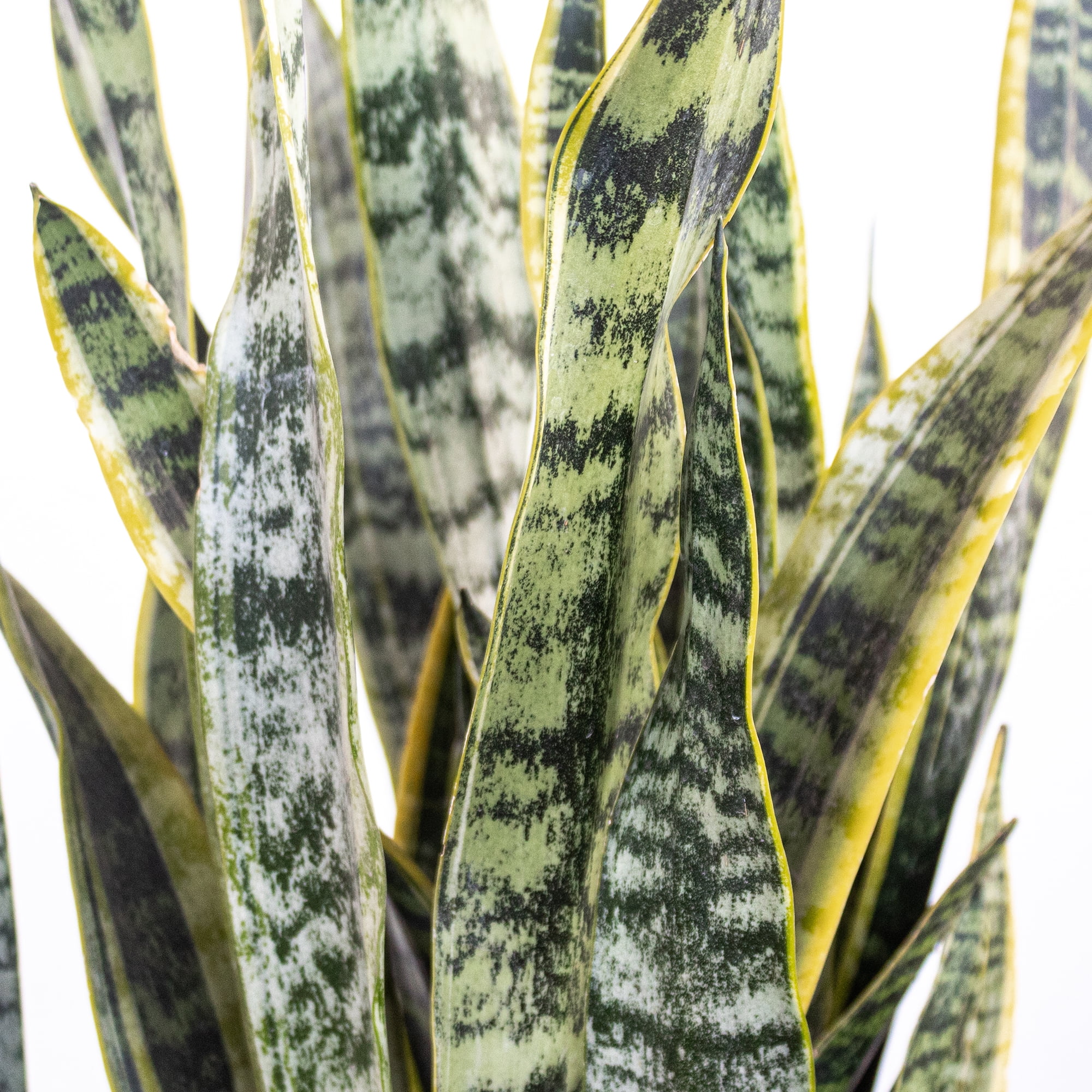 72 希少良型 Sansevieria eilensis Lav.10178 サンスベリア