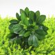 thumbnail image 3 of Flor Artificial Verde Maceta Decoración Simulación Pie Madera Anthurium Pared Hojas Star Leaves, 3 of 5