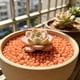 thumbnail image 5 of Piedras Luminosas para Decoración de Jardín y Acuario, Guijarros que Brillan en la Oscuridad, Resina Natural, Uso Interior y Exterior, 150 Piezas, 5 of 9