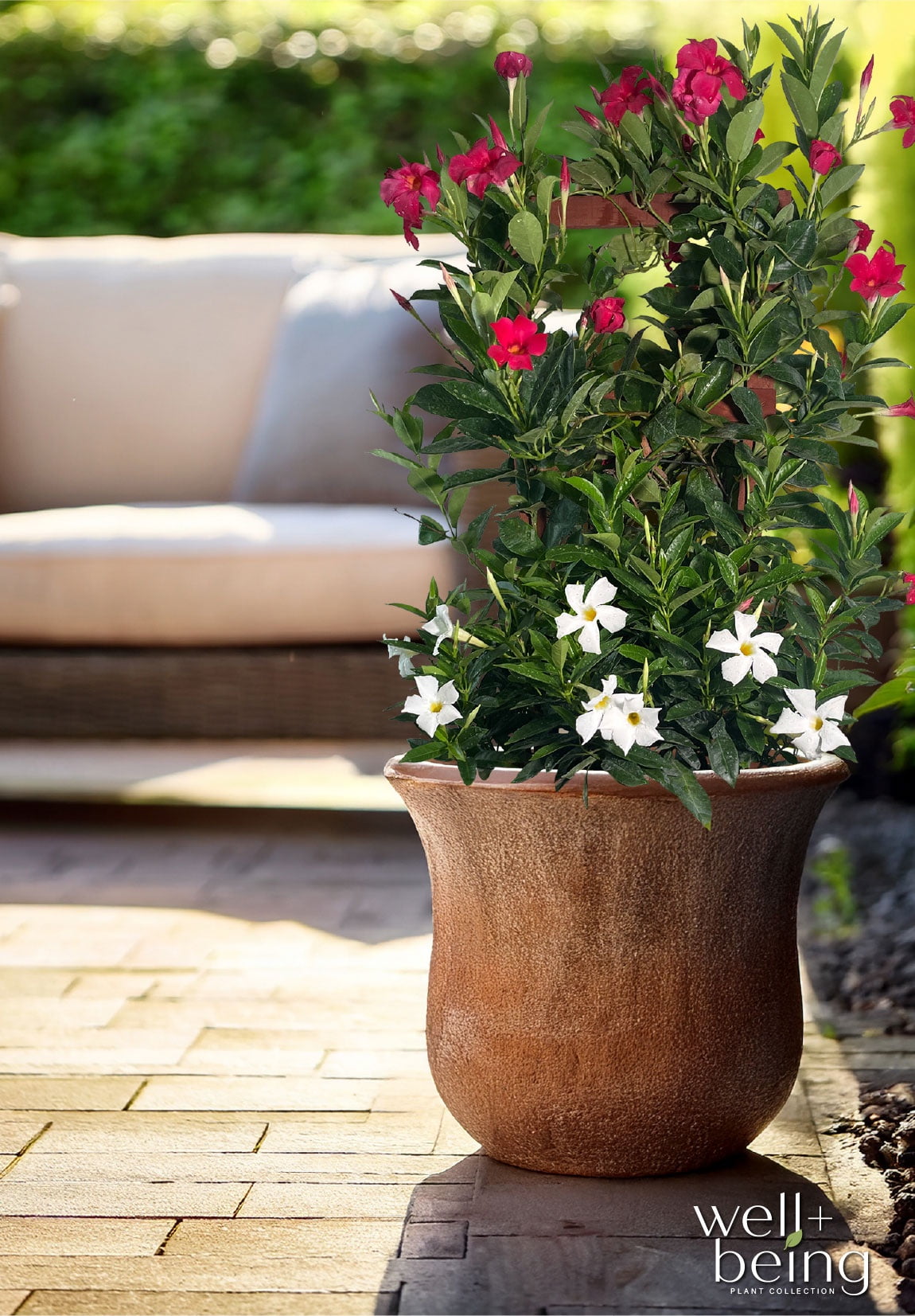 Nature's Way Farms Mandevilla Duo Red/White Trellis Live Plant (25-30 in. Tall) in Grower Pot May Ship Without Flowers