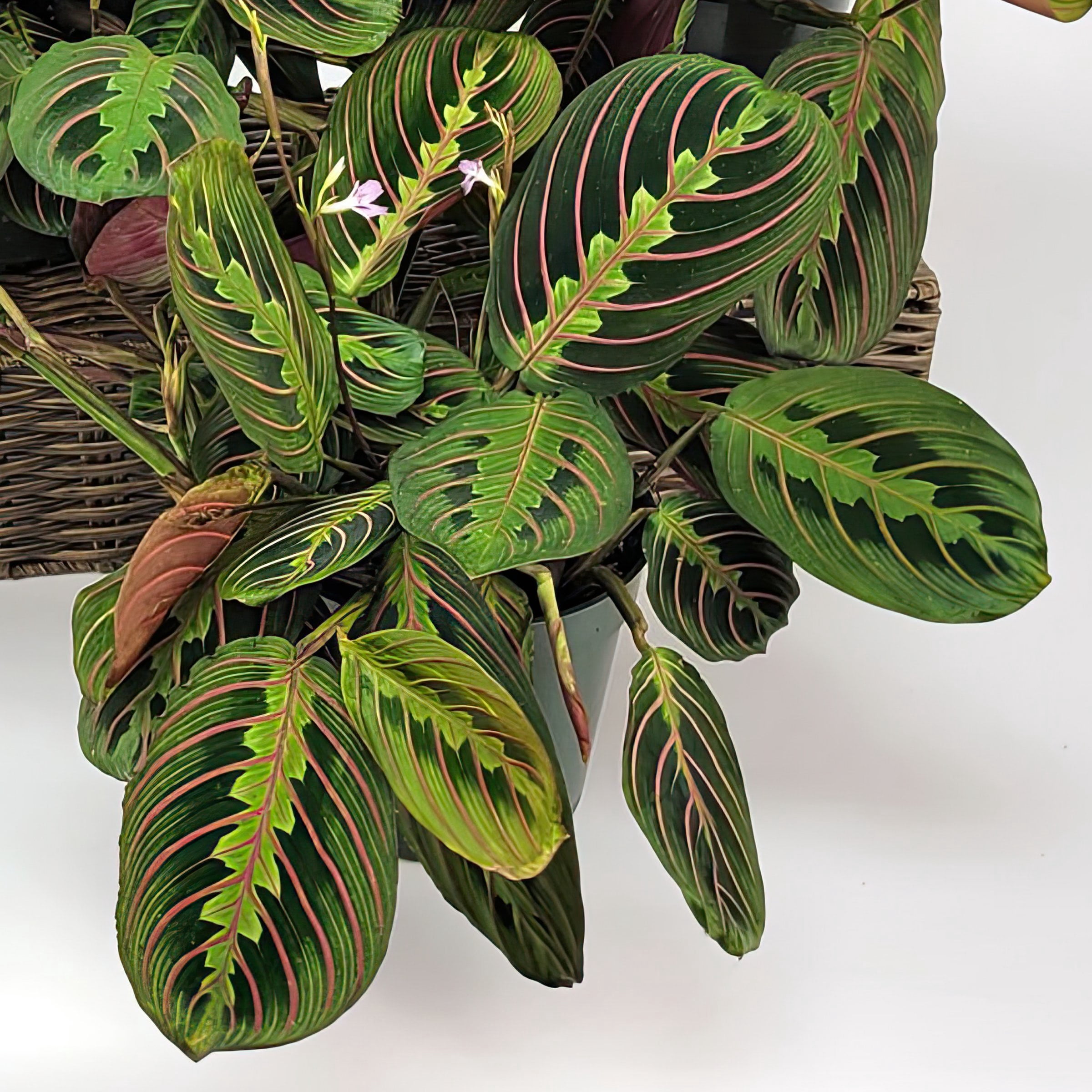 4 in. Maranta Red Plant in Grower Container (3-Pack)