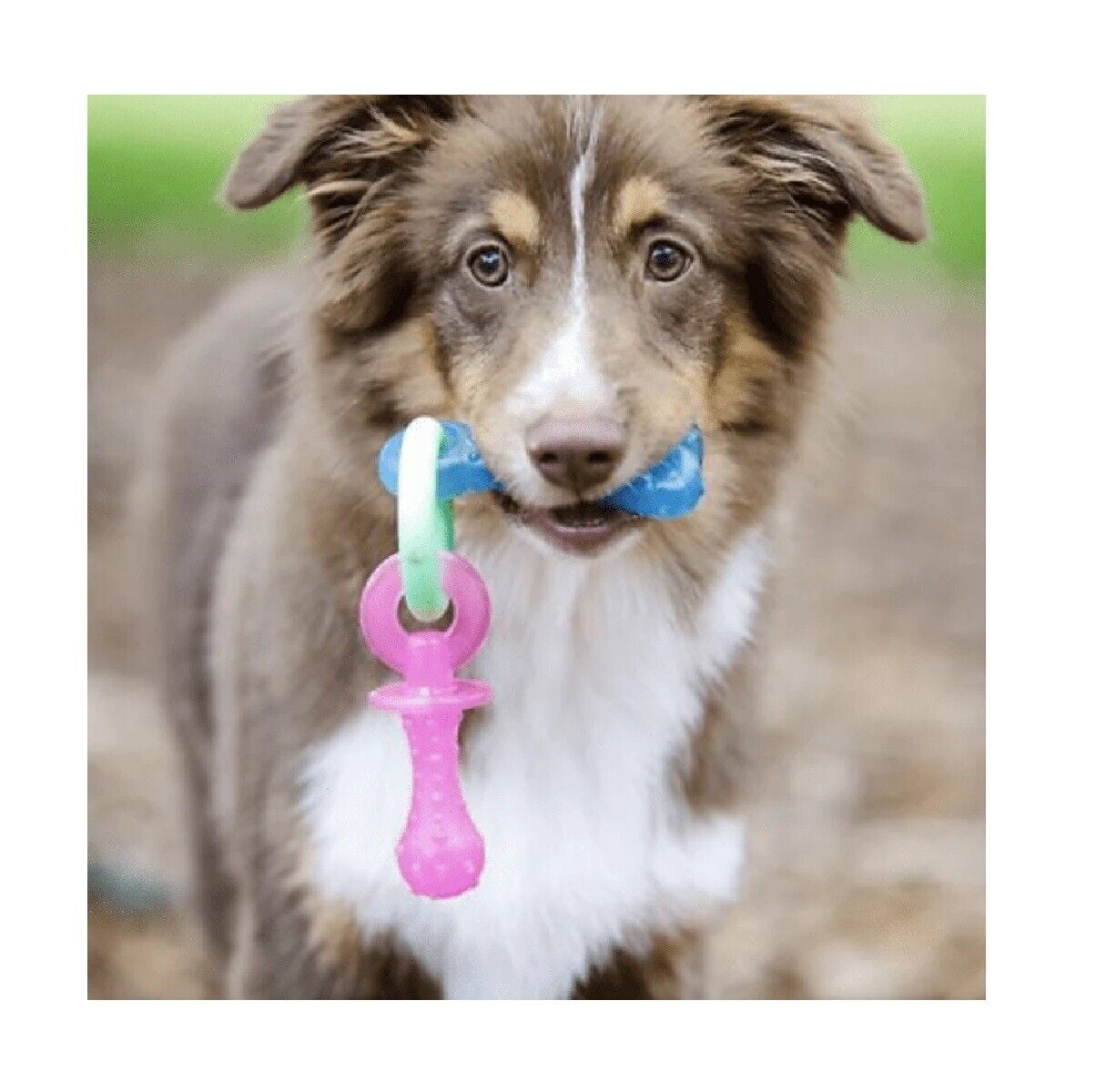 Puppy Teething Keys, Rings or Pacifiers Durable Dog Dental Health Chew Toys (5.5" Teething Pacifiers)