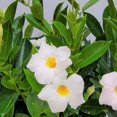 thumbnail image 4 of Tropical Plants of Florida 22" to 26" White Dipladenia Bush; Partial to Full Sun, Flower Plant, Growers Pot, 4 of 4
