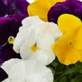 thumbnail image 3 of Expert Gardener 2.5QT Yellow Purple White Pansy Live Annual Plant Sun 3-Pack, 3 of 6