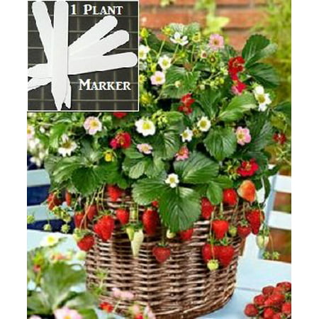 Organic Container Everbearing Strawberry 200 Seeds Upc 648620998026 Delicious High Yielding + 1 Plant