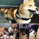 thumbnail image 5 of K9 Harness for Dogs, Reflective Adjustable Pet Dog Harnesses Vest Dog Collar for Husky Shepherd Small Medium Large Dogs Supplies ShopWise Round, 5 of 18