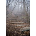 thumbnail image 2 of Spooky Forest Wall Mural by Wallmonkeys Peel and Stick Graphic (48 in H x 32 in W) WM158527, 2 of 4