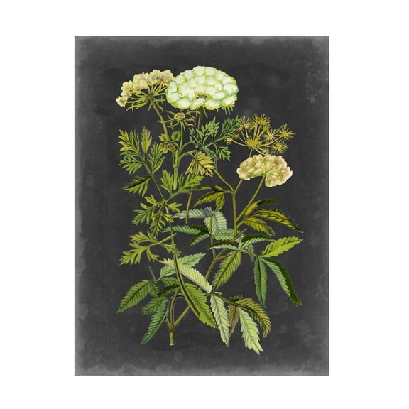 Trademark Fine Art Naomi Mccavitt Bookplate Floral I Canvas Wall Art - 18x24