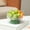 Green, variant on Gallickan Mini Fruit Tray, Detachable Drainable Candy Coil Bowl, Elevated PET Serving Platter for Coffee Table, Kitchen