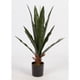 thumbnail image 1 of Planta Decorativa Sansevieria Verde con Maceta Negra, 1 of 2