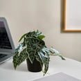 thumbnail image 6 of Pklyzj Clearance Simulation Alocasia Macrorrhizos Pot Home Living Room Decoration Pot Fresh Small Green Plant Fake Plants Grocery & Essentials, 6 of 6