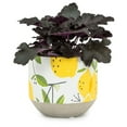thumbnail image 2 of Planteur de Citrons, 2 of 4