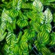 thumbnail image 4 of unbranded 1Ud Adorno De Con Red De Plantas Simuladas En Color Duradero, 4 of 8