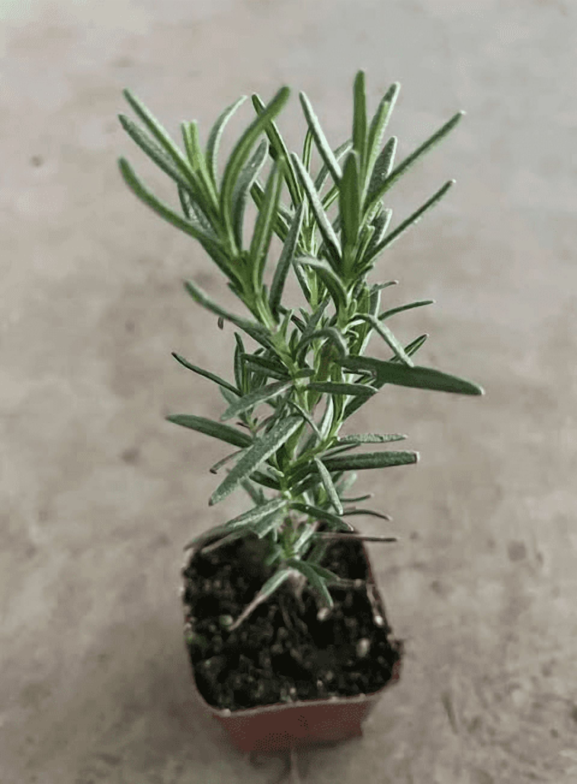 Live Rosemary Plant, Blue Purple Rosemary Herb Plants, 4-8'' Tall Potted Plant, Indoor Outdoor Growing