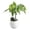 A004- White, variant on Live Indoor Houseplant, Small Potted Lucky Seed Plant, Glossy Green Leaf Houseplant, Yellow Ribbed Ceramic Planter Pot Set, Compact Desktop Decor with Decorative Pebbles for Home