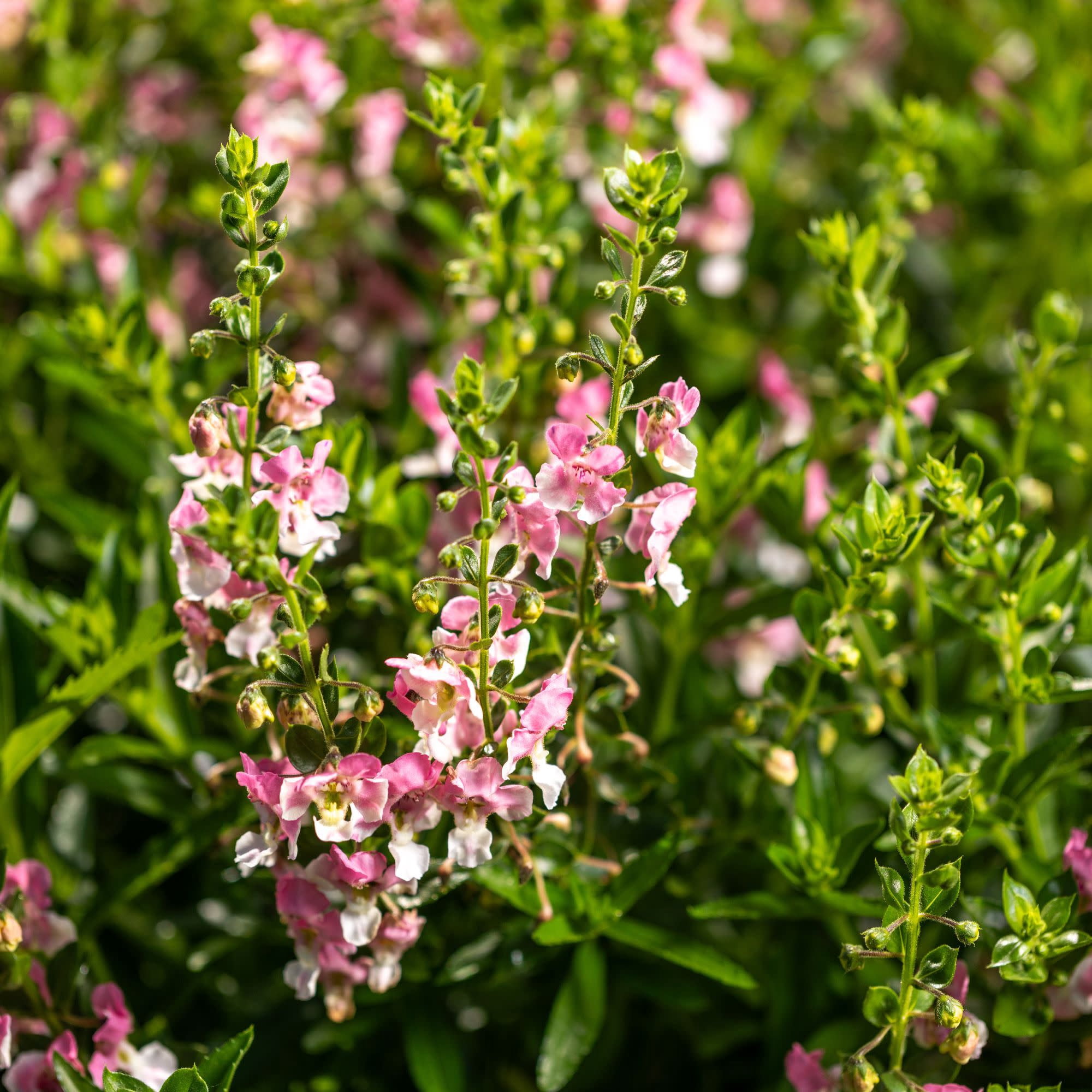 Proven Winners 4" Angelface Wedgewood Pink Summer Snapdragon Live Plant in 4.25" Pot (4 Count)