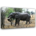 thumbnail image 1 of Dana Underdahl 44x31 Gallery Wrapped Canvas Wall Art Titled - African Elephant II, 1 of 4