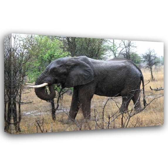 Dana Underdahl 44x31 Gallery Wrapped Canvas Wall Art Titled - African Elephant II