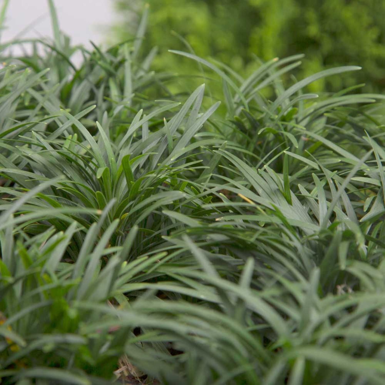 Expert Gardener Dwarf Mondo Grass Low-Growing Evergreen Groundcover in 2.5-Quart Grower Pot