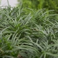 thumbnail image 3 of Expert Gardener Dwarf Mondo Grass Low-Growing Evergreen Groundcover in 2.5-Quart Grower Pot, 3 of 7