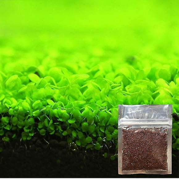 Aquarium Ornament Plant Seeds Fish Tank Landscape Decoration Water Grass Seed Easy To Grow