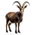 thumbnail image 2 of Life Size Cardboard Cutout Standup | Waterproof | Animals - Goat, 2 of 2