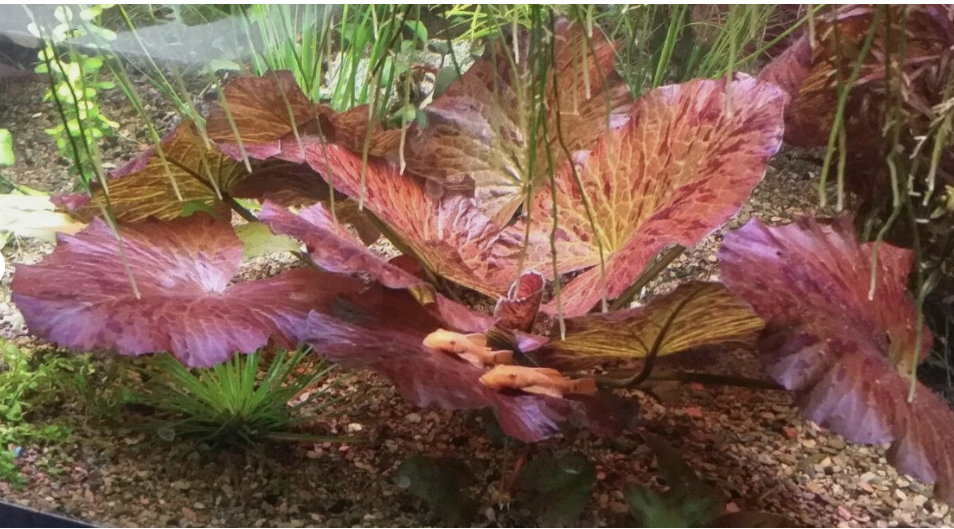 Red Ti ger Lo.tus Live Aquarium Plant (Nym..phaea zen.k.eri) – Easy Freshwater Fish Tank Plant