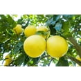 thumbnail image 5 of ⭐ Gardenera Labs's Premium Pomelo Tree Soil Mix - Quick Drain Potting Soil for Growing and Repotting Citrus Maxima 🍈🌿 - 1 QUART, 5 of 7