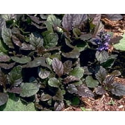 Bronze Beauty Ajuga 48 Plants - Carpet Bugle - Very Hardy -1 3/4" Pots