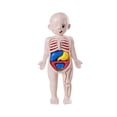 thumbnail image 2 of Almencla Human Body Puzzle for Kids Body Parts Organs for Teaching Tool Preschool, 2 of 7