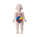 thumbnail image 2 of Rompecabezas de cuerpo humano CUTICAT Juguetes ensamblados con órganos, 2 of 7