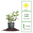 thumbnail image 2 of Navaho Blackberry Bush 3 Gallon, 2 of 6