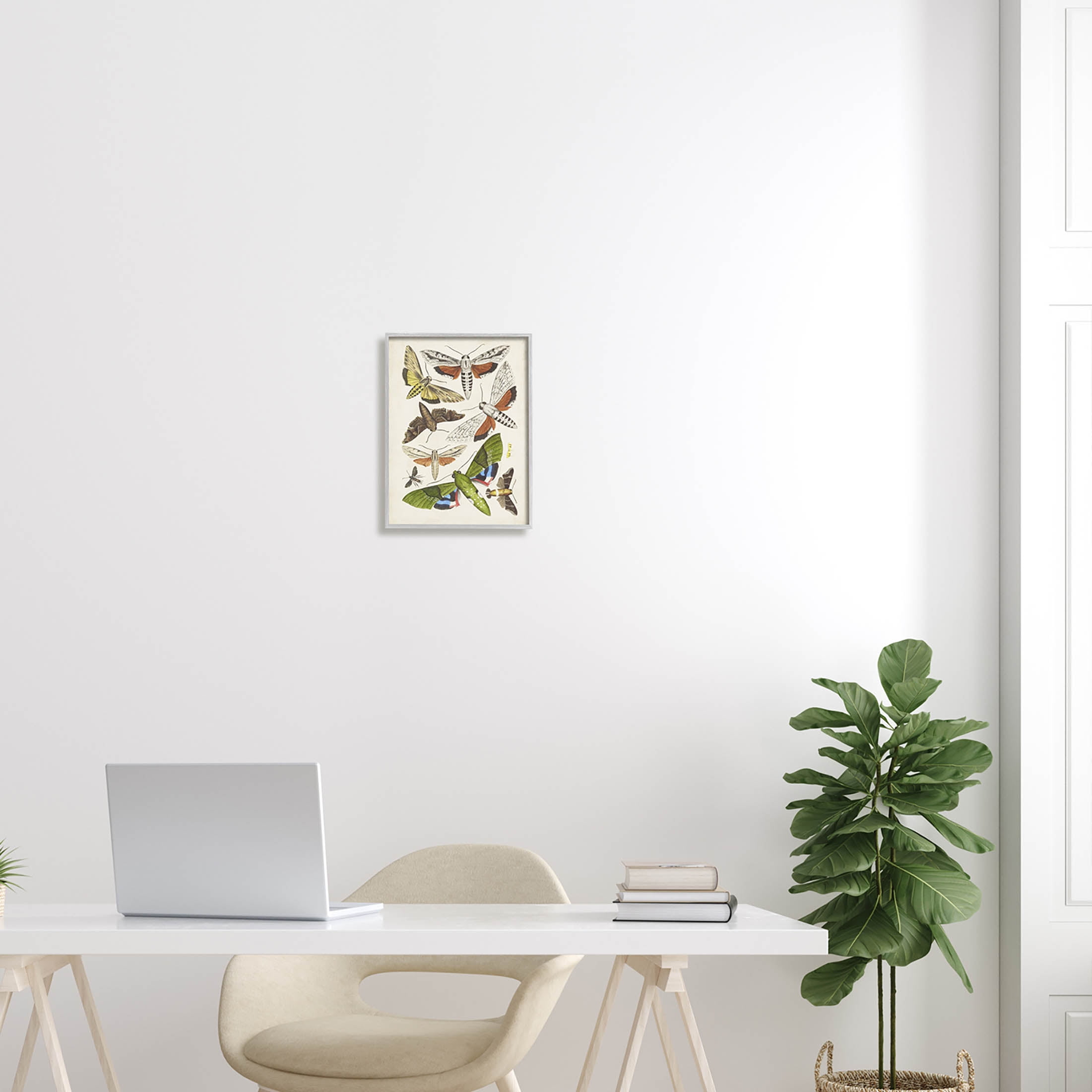 Stupell Industries Mixed Insects Moth Latin Studies Graphic Art Gray Framed Art Print Wall Art, Design by World Art Group