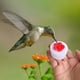 thumbnail image 5 of Comederos para pájaros, comedero para colibríes, comedero para colibríes, comedero para exteriores DIY, mini comedero colgante para colibríes, comedero para pájaros de puerto, 5 of 9