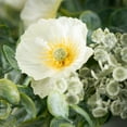 thumbnail image 2 of Sullivans Artificial Eucalyptus Poppy Wreath 20"H Green, 2 of 3