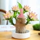 thumbnail image 1 of Brazilian lucky wood, with doll and plastic tray, Easy to grow indoors Potted Plant, 1 of 4
