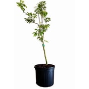 Biew Kiew Longan Air Layered. 2-4 Feet Tall. Ship To ALL STATES